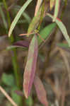 Coastal sand spurge